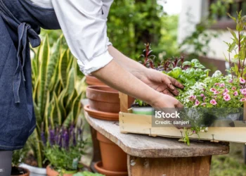 家庭園藝指南：如何輕鬆打造小花園