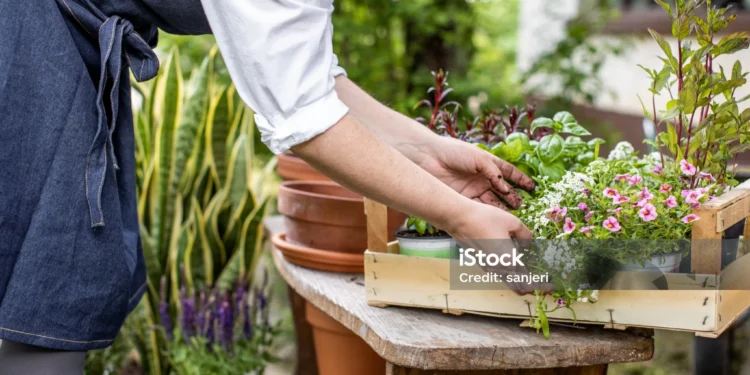 家庭園藝指南：如何輕鬆打造小花園